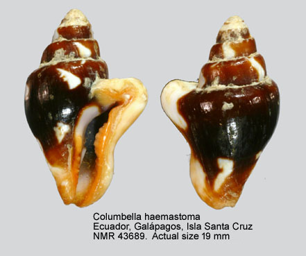 Columbella haemastoma.jpg - Columbella haemastomaG.B.Sowerby,1832